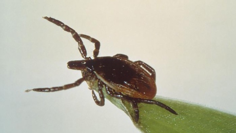 HEALTH-LYME/